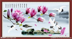 玉兰花