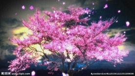 婚庆唯美樱花led视频素材