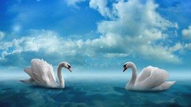 唯美白天鹅高清背景