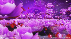 鲜花花海民歌婚礼花海LED高清