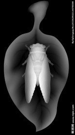 知了树叶灰度图