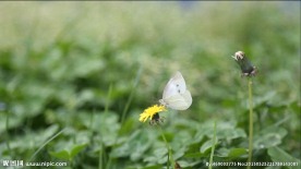 蝴蝶翩翩起舞 高清