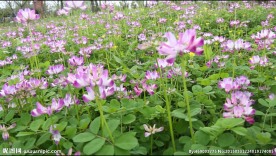 紫色小花 蜜蜂采蜜 高清5段集