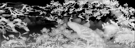 花鸟灰度图