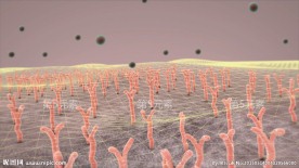 双歧杆菌抵抗力