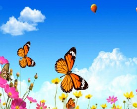蝴蝶飞舞