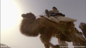 丝绸之路 沙漠丝路 骆驼