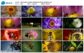 实拍鲜花与动物背景LED背景素