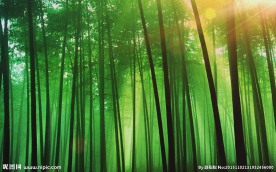 清新竹林竹叶飘飞LED演艺视频