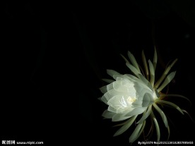 昙花绽放全过程