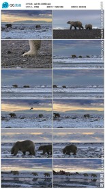 北极熊视频素材