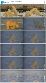 北极熊视频素材