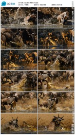 鳄鱼吃牛实拍视频素材