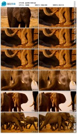 大象野生动物视频素材