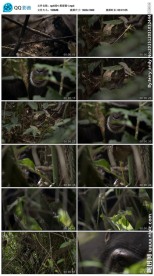 黑猩猩动物世界视频素材