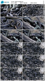 红色束带蛇视频素材