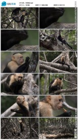 卷尾猴视频素材