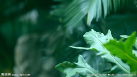 唯美绿叶-动态视频