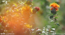 高清视频菊花剪辑素材