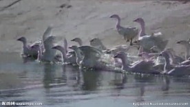 高清动态群鸭素材剪辑动态