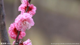 美丽婴花高清视频