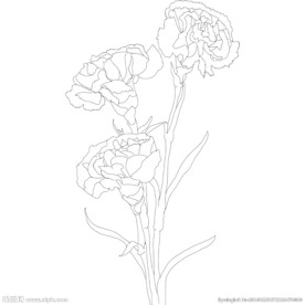 康乃馨 线描 38女人节