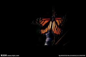 蝴蝶破茧而出效果素材