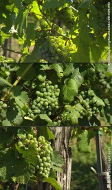 葡萄园青葡萄实拍视频素材