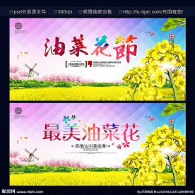 油菜花
