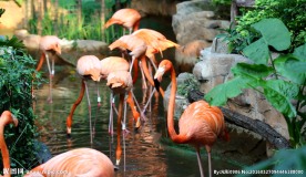 火烈鸟高清视频