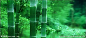 动态竹林LED背景
