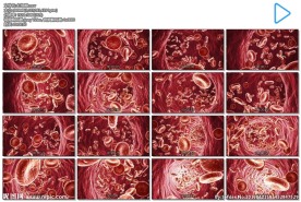 三维人体血管红细胞