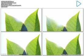 阳光穿过两片树叶