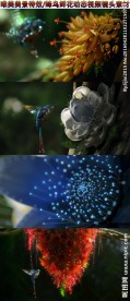 蜂鸟花朵特效视频素材背景