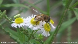 蜜蜂采蜜