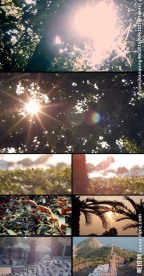 太阳植物空镜阳光透过树林树间阳