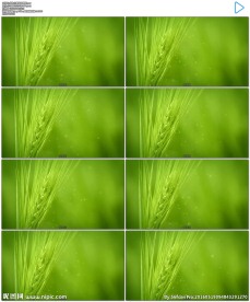 绿色小麦伴随纷飞麦絮