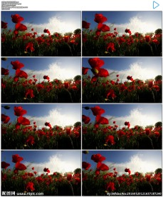 风中摇曳的花朵