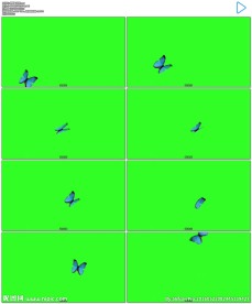 蝴蝶飞绿屏抠像