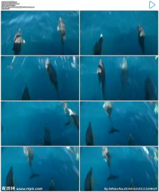 海豚快速游泳跳跃