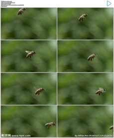 高清蜜蜂飞舞慢动作