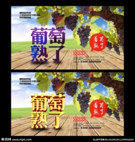 采摘园 葡萄熟了