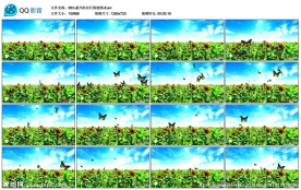 盛开的向日葵蝴蝶大屏幕背景视频