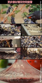 葡萄酒酿造过程实拍视频素材