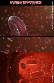 人体血管内红细胞运动视频素材