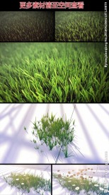 花草生长过程高清视频素材