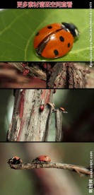 树枝间树叶上的七星瓢虫视频素材