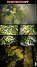 阳光透过树叶树影斑驳实拍视频素