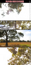 阳光穿过树叶树影实拍视频素材