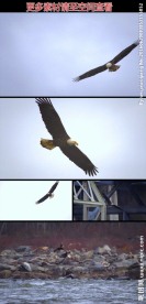 雄鹰翱翔天际高清实拍视频素材